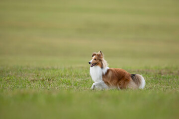 Shetland sheepdog(shelti) is running on the green meadow in summer day