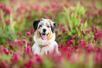 The Australian Shepherd is a breed of herding dog from the United States. Portrait od dog in clover...