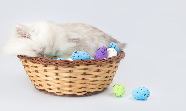 Cute kitten with easter eggs in wicker basket. Studio shot. Easter spring background. British longhair cat breed photo