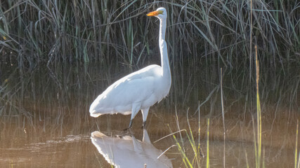 Great egret