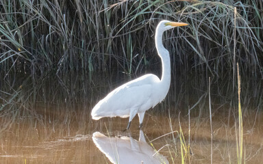 Great egret