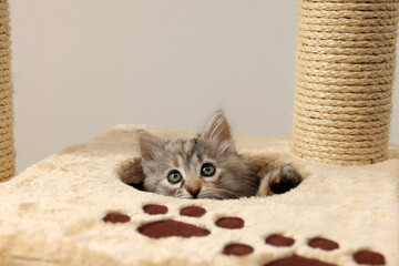 Cute fluffy kitten exploring cat tree against light background © New Africa
