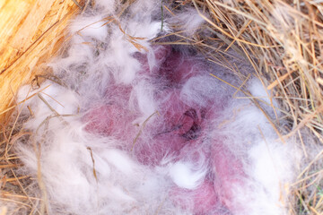 Newborn rabbits. Newborn rabbits are 1 day old.