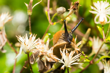 Slug, Schnecke, Makro