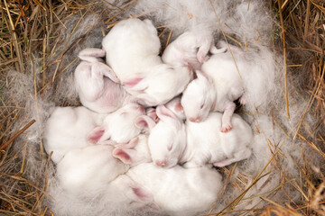 Well-fed white baby rabbits sleep in the nest.
