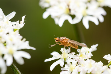 Insect, Mosquito, Flower, Macro
