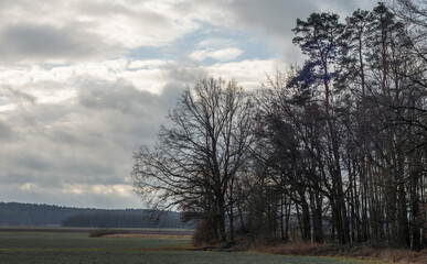 Obraz na płótnie Canvas Silhouette of trees on a cloudy winter morning