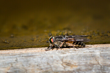 Insect, Fly, Macro