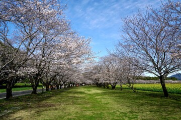 Obraz premium cherry blossom in spring japan