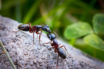 Ameisen beim schmusen, Makro
Ant kissing, Macro