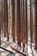 Obraz premium forest in winter