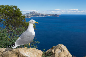 seagull and the blue mediterranean sea beautiful seascape