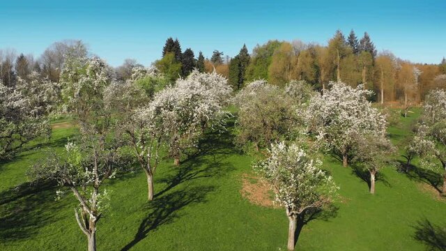 Flying over white blossoming trees on a green meadow in spring, with clear blue sky and a nearby forest
