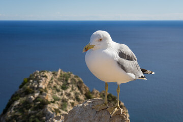 seagull and the blue mediterranean sea wildlife and birds on the coast