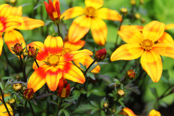 Close-up of Day Lilys in Bloom