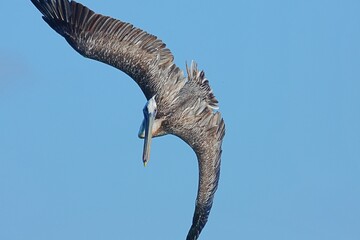 Pelikan im Sturzflug nach Beute