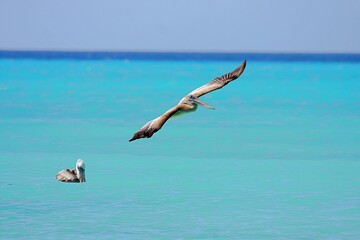Fliegender Pelikan über türkisen Wasser