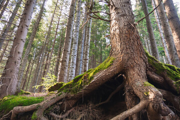 big tree roots closeup and green forest