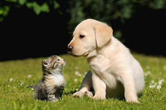 friendship between dog and cat. Kitten and puppy sitting on meadow.