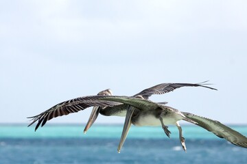 Pelikane auf der Jagd