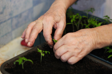 Spring planting. Early pepper sprouts grown from seeds in boxes at home on the windowsill.