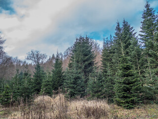 Wiederaufforstung nach Abholzung im Mischwald