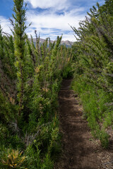 View of the hiking path across the forest. The footpath surrounded by beautiful Chusquea culeou green canes, also known as Colihue.