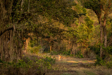 the jungle book scene a wild male tiger in natural green scenic background at terai region forest of dhikala zone jim corbett national park or tiger reserve uttarakhand india - panthera tigris tigris