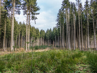 Wiederaufforstung nach Abholzung im Mischwald