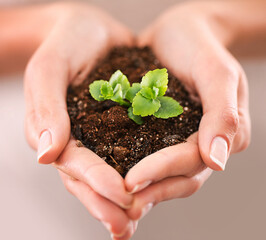 Potential for growth. Closeup shot of cupped hand holding a small seedling.
