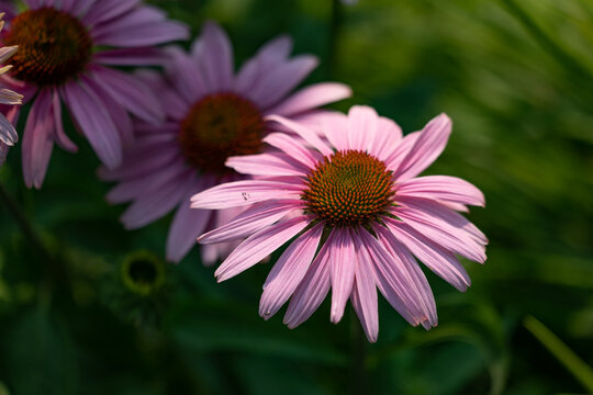 Horizontal photo of charmingly beautiful, pink coneflowers in a prairie garden in Chicago. 