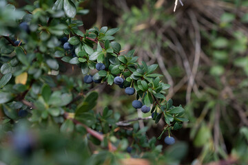 Fresh fruits. Closeup view of Berberis microphylla, also known as Calafate, green leaves and ripe...