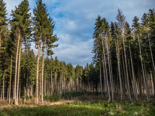 Wiederaufforstung nach Abholzung im Mischwald