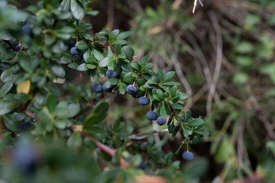 Fresh fruits. Closeup view of Berberis microphylla, also known as Calafate, green leaves and ripe blue berries growing in the kitchen garden. 