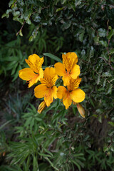Patagonia flora. Closeup view of Alstroemeria aurea, also known as Amancay, yellow flowers blooming in the field.