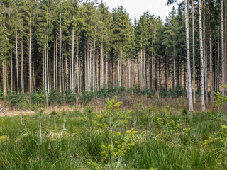 Wiederaufforstung nach Abholzung im Mischwald