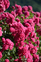 Beautiful bush with pink flowers in the garden.