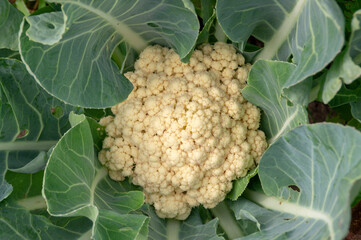 Cauliflower.