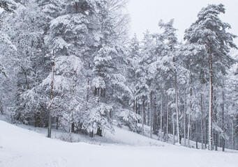 Obraz na płótnie Canvas Winter landscape. Ski track in europe, winter sport. Ski slope in Lahti Finland