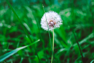 dandelion on green background