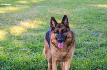 German shepherd dog standing facing camera in grass with ears pricked, mouth ajar and tongue sticking out