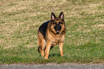 This file appears to be a duplicate of, or too similar to a previous submission. We feel a variation in composition would be more useful to our collection.

