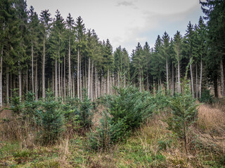 Wiederaufforstung nach Abholzung im Mischwald