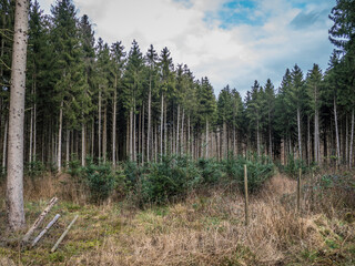Wiederaufforstung nach Abholzung im Mischwald