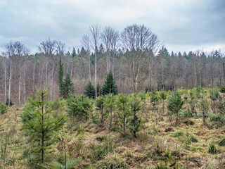 Wiederaufforstung nach Abholzung im Mischwald