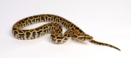 Fototapeta premium Burmese python // Dunkler Tigerpython (Python bivittatus) 