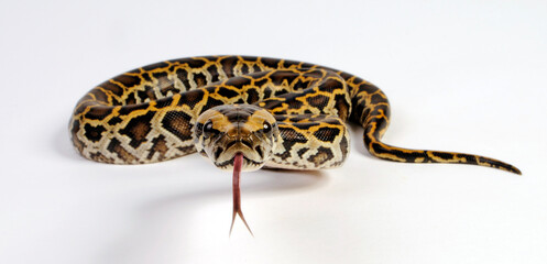 züngelnde Schlange - Dunkler Tigerpython // Burmese python (Python bivittatus) 