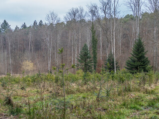 Wiederaufforstung nach Abholzung im Mischwald