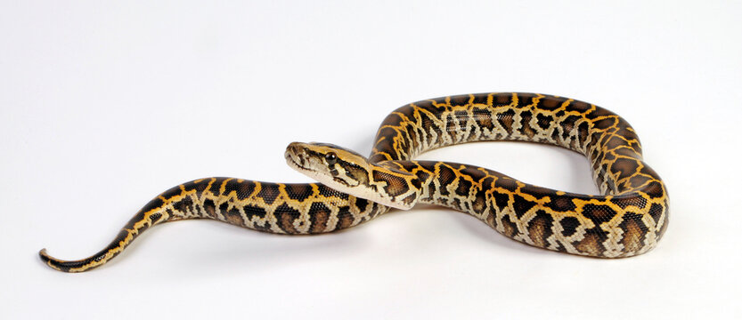 Burmese python // Dunkler Tigerpython (Python bivittatus) 