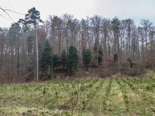 Wiederaufforstung nach Abholzung im Mischwald